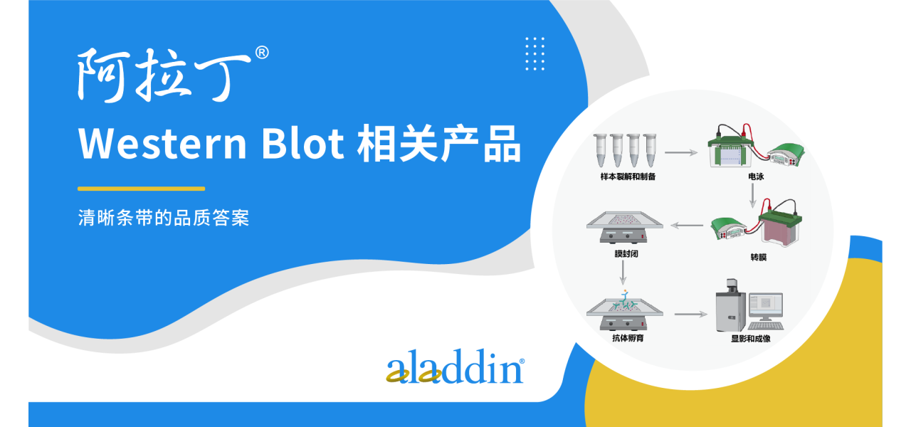 阿拉丁Western Blot相关产品—清晰条带的品质答案