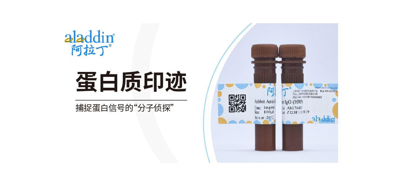 阿拉丁蛋白质印迹——捕捉蛋白信号的“分子侦探”