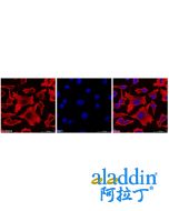 Goat Anti-Mouse IgG H&L (Biotin)
