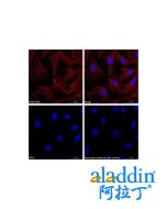 Goat Anti-Rabbit IgG H&L (Biotin)