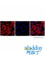 Goat Anti-Mouse IgG H&L Antibody