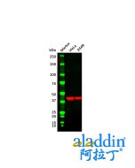 Goat Anti-Mouse IgG H&L (HRP)