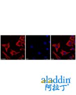 Goat Anti-Mouse IgG H&L (TRITC)