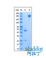 Mouse Anti-Human IgE epsilon chain Antibody