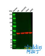Rabbit Anti-Mouse IgG (Biotin)
