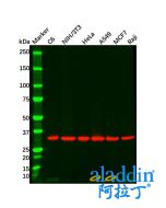 Goat Anti-Rabbit IgG H&L (Biotin)
