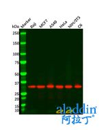 Goat Anti-Rabbit IgG H&L (HRP)