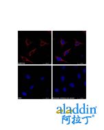 Goat Anti-Rabbit IgG H&L (PE)