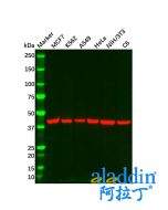 Goat Anti-Mouse IgG H&L (HRP)