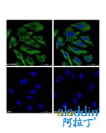 Goat Anti-Mouse IgG H&L (Biotin)