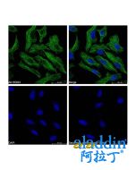 Goat Anti-Mouse IgG H&L (FITC)