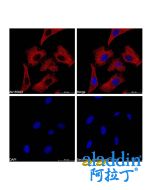 Goat Anti-Mouse IgG H&L (Cy5)