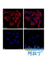 Goat Anti-Mouse IgG H&L (TRITC)