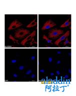Goat Anti-Mouse IgG H&L (PE)