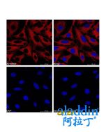 Goat Anti-Mouse IgG H&L (APC)