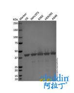 Goat Anti-Mouse IgG H&L (Alkaline Phosphatase)