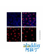 Goat Anti-Mouse IgG H&L (AF405)