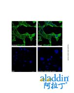 Goat Anti-Mouse IgG H&L (AF488)