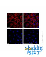 Goat Anti-Mouse IgG H&L (AF647)