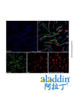 Goat Anti-Rabbit IgG H&L (AF405)