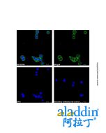 Goat Anti-Rabbit IgG H&L (AF488)