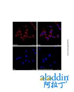 Goat Anti-Rabbit IgG H&L (AF555)