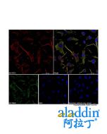 Goat Anti-Rabbit IgG H&L (AF647)