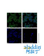 Goat Anti-Human IgG (AF488)