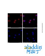 Goat Anti-Human IgG (AF555)
