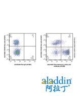 Rat IgG (AF488)