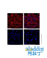 Goat Anti-Mouse IgG H&L (Cy3)
