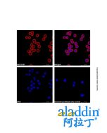 Goat Anti-Rabbit IgG H&L (AF546)