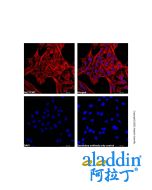 Goat Anti-Mouse IgG H&L (AF546)