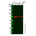 Calpain 2 Antibody