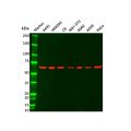 Recombinant G3BP Antibody