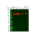 Recombinant Integrin alpha V Antibody