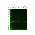 Recombinant SEC61A Antibody