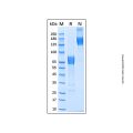 Recombinant Human 2B4/CD244/SLAMF4 Protein