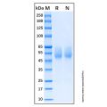 Recombinant Human Serpin A3 Protein
