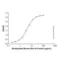 Recombinant Human Afamin Protein