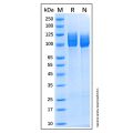 Recombinant Human Amyloid Precursor Protein