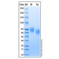 Recombinant human BACE1 protein