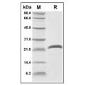 Recombinant Human BMP3 Protein