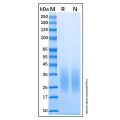Recombinant Human BMPR2 protein
