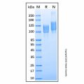 Recombinant Human Kininogen HMW (HKa) Protein