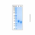 Recombinant Human BTN1A1/Butyrophilin Protein