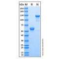 Recombinant Human CD277/BTN3A1 Protein