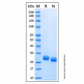 Recombinant Human BTN3A2 Protein