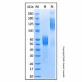 Recombinant Human CD300a/LMIR1 Protein