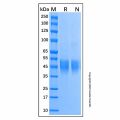 Recombinant Human CD300c Protein
